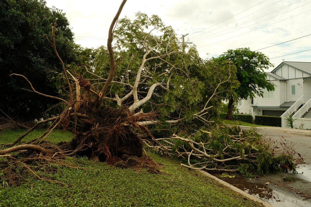 Dangerous fallen and overgrown tree clearing service