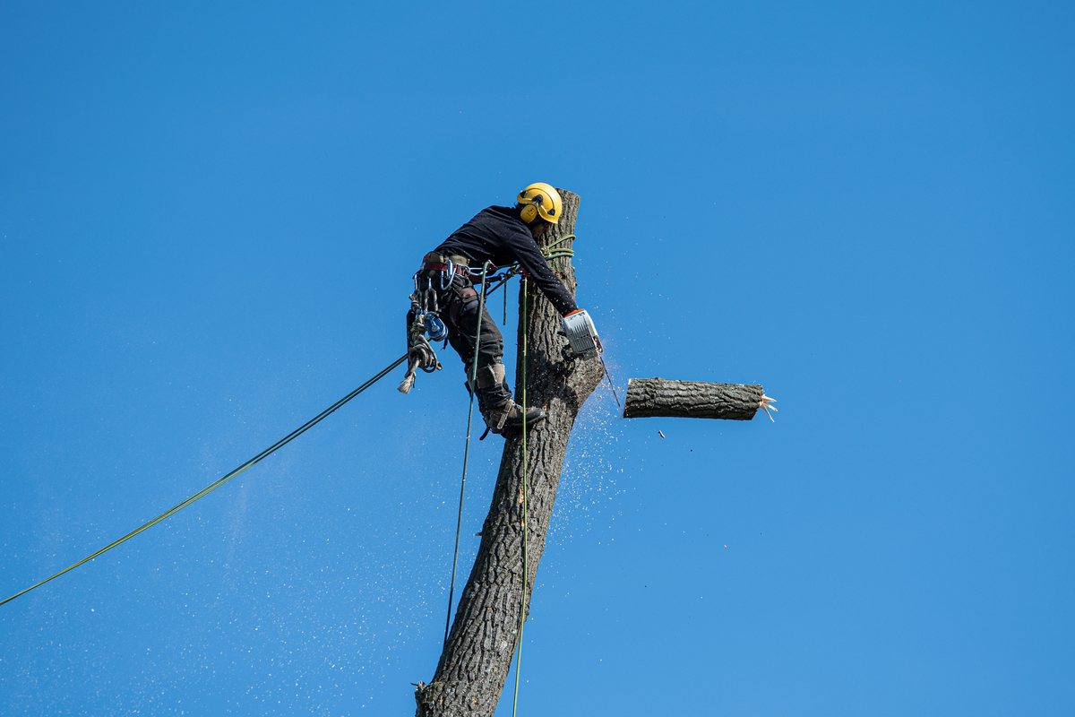 Professional tree cutting, trimming, pruning and removal service